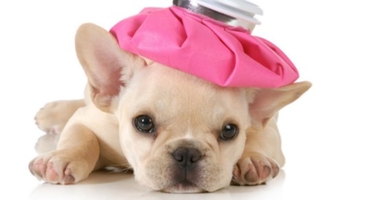 Revan is a certified veterinary compounding pharmacy. Bremore.com photo. Revan is a certified veterinary compounding pharmacy. Bremore.com photo.