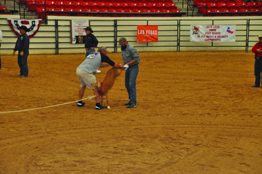 Goat Dressing at the WGRF in Las Vegas, 2016. Photo by Robin Dorner. Goat Dressing at the WGRF in Las Vegas, 2016. Photo by Robin Dorner.